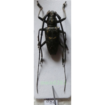Epepeotes desertus (Linnaeus, 1758) Philippines28g